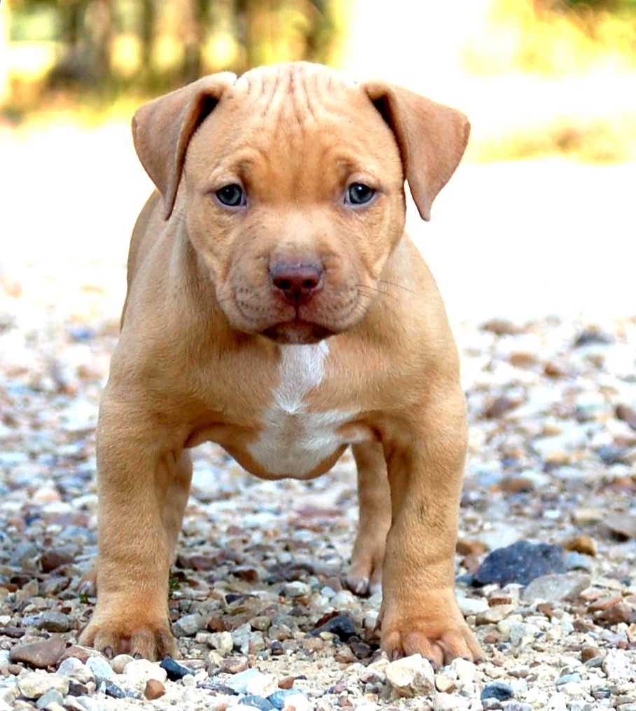 PetsApp | Fairfield, California